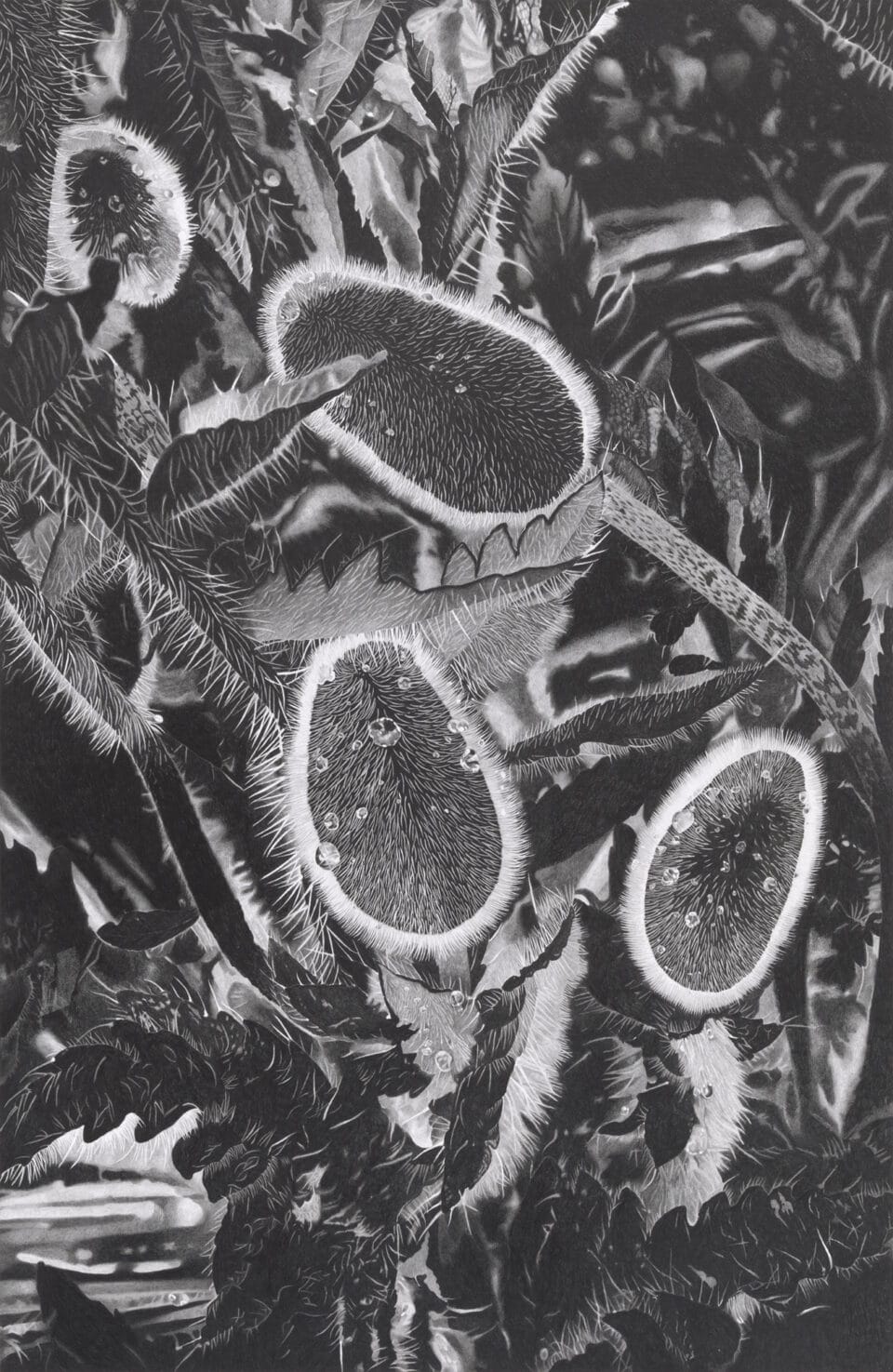 a vertical, detailed, realistic depiction of flowers in graphite